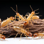 Signes de présence termites : votre guide de prévention