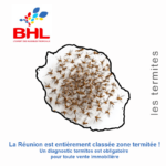 termites à la réunion