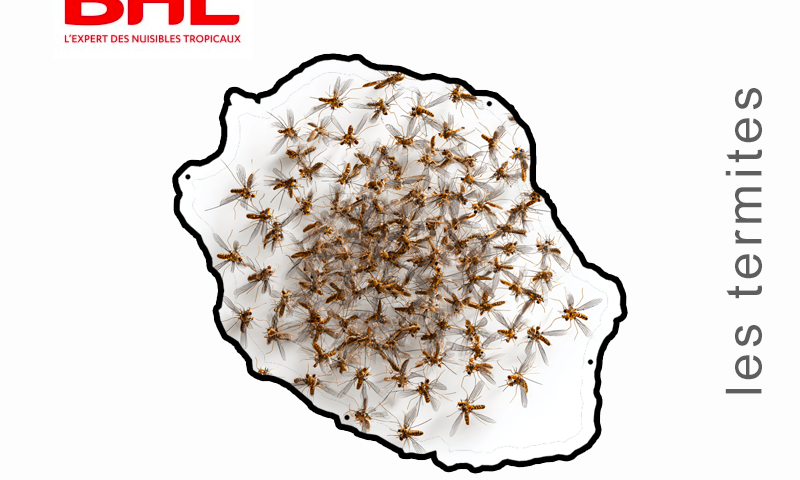 termites à la réunion