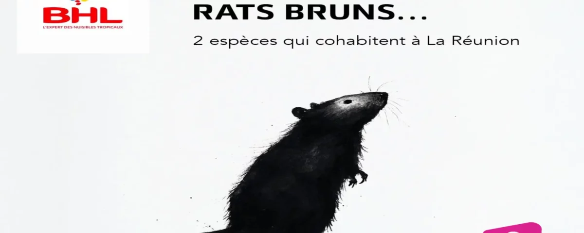 Rats La Réunion