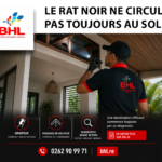 BHL rat noire