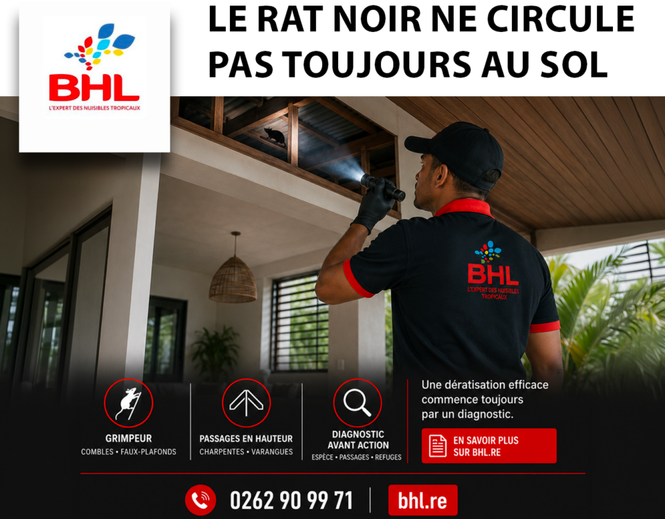 BHL rat noire