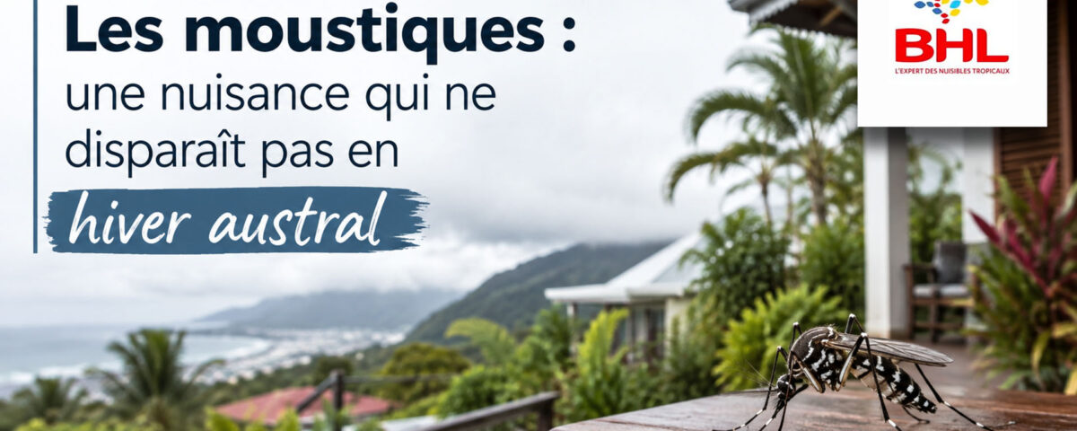 Moustique la réunion
